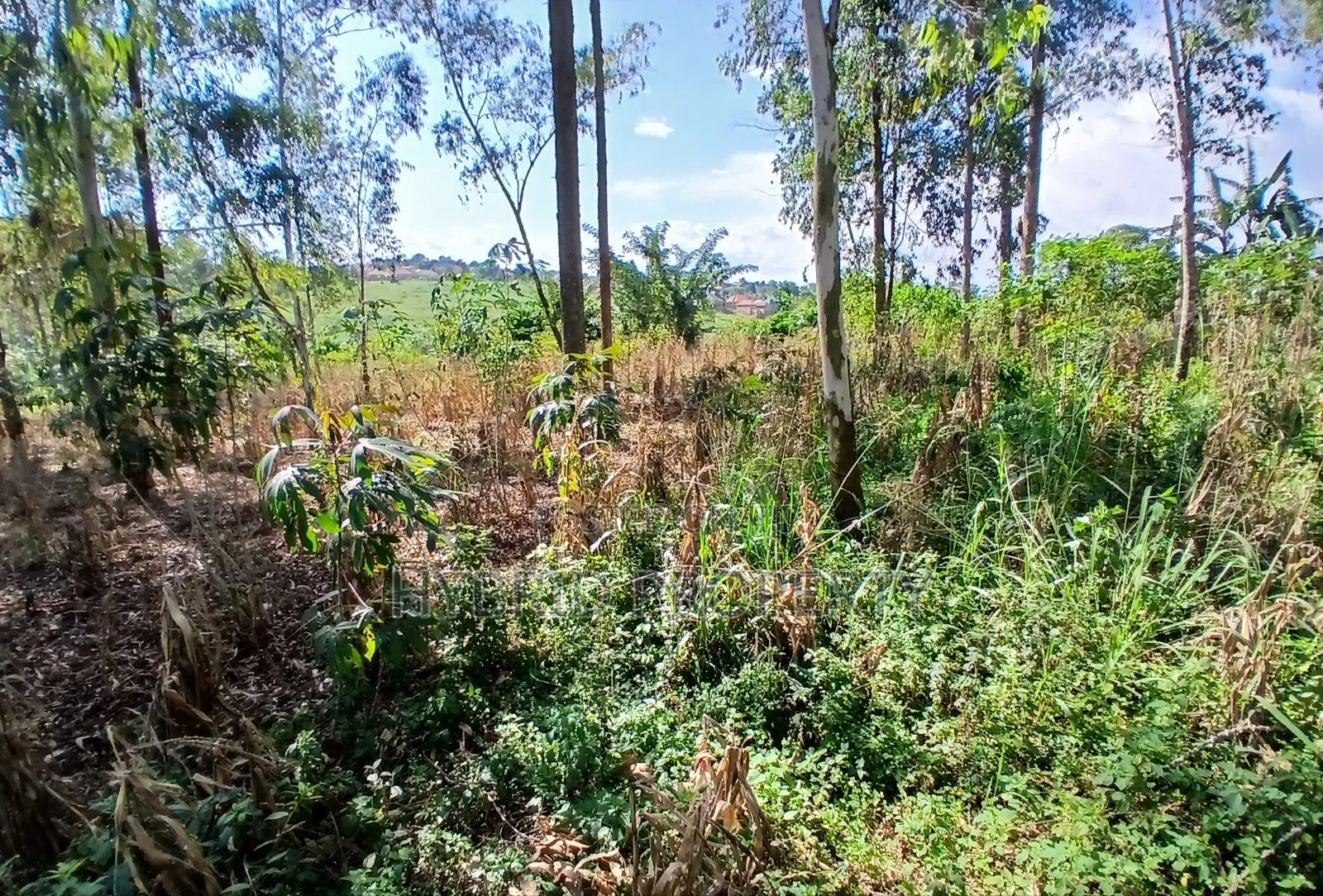 2 Prime Acres of Land for Sale at Wakiso~Bulabakulu Along Hoima Road V