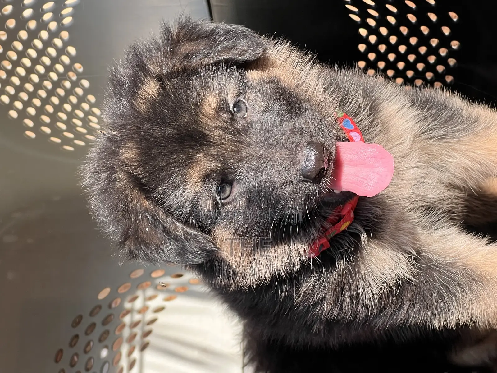 1-3 months Male Purebred German Shepherd