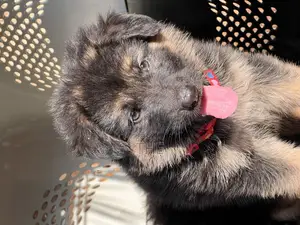 1-3 months Male Purebred German Shepherd