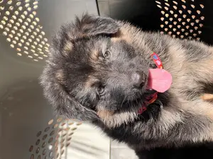1-3 months Male Purebred German Shepherd