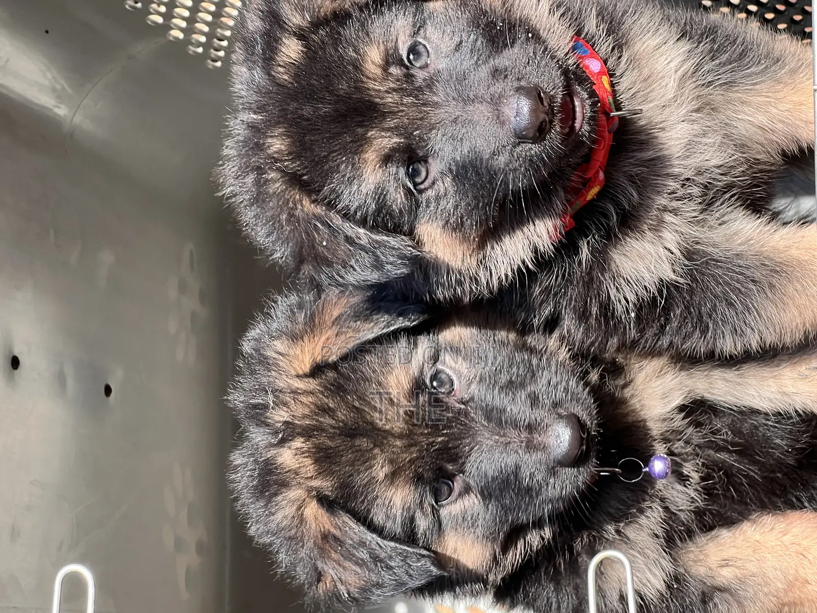 1-3 months Male Purebred German Shepherd