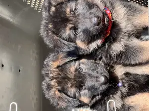 1-3 months Male Purebred German Shepherd