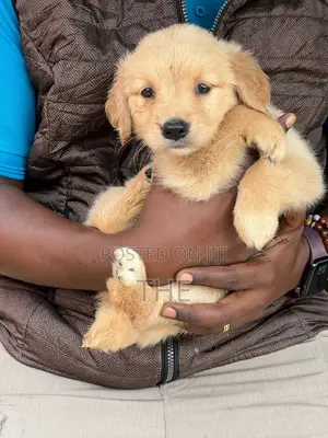 1-3 months Female Purebred Golden Retriever