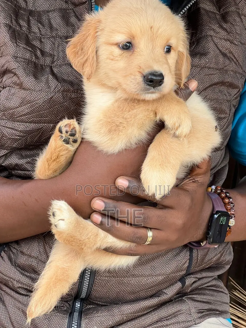 1-3 months Female Purebred Golden Retriever