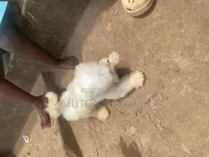 3-6 months Female Purebred Maltese