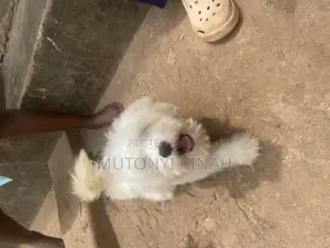 3-6 months Female Purebred Maltese