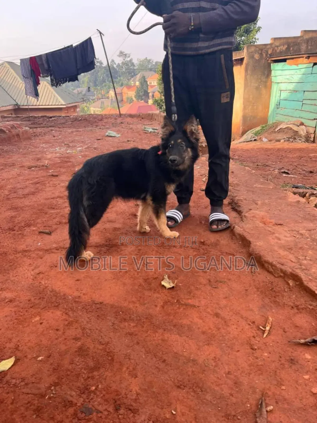 3-6 months Female Purebred German Shepherd