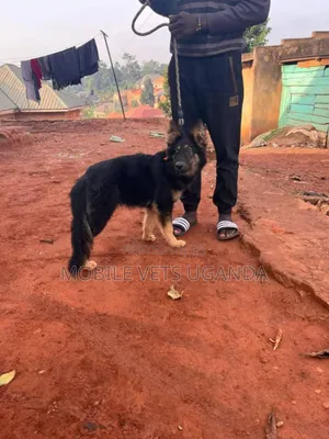 3-6 months Female Purebred German Shepherd