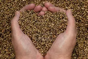Herb Seeds
