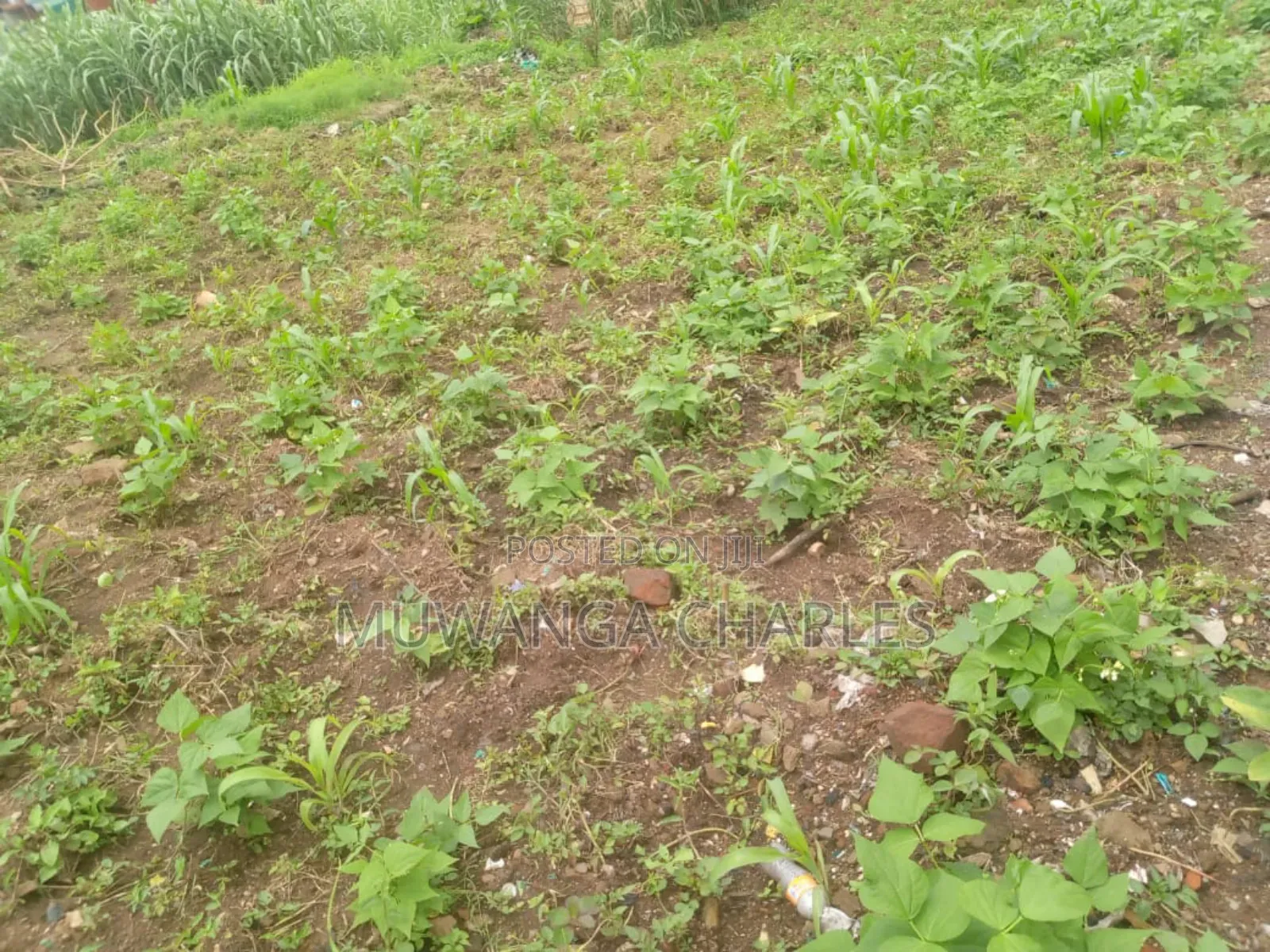 100by50ft Plot of Land on Sale in Kitukutwe