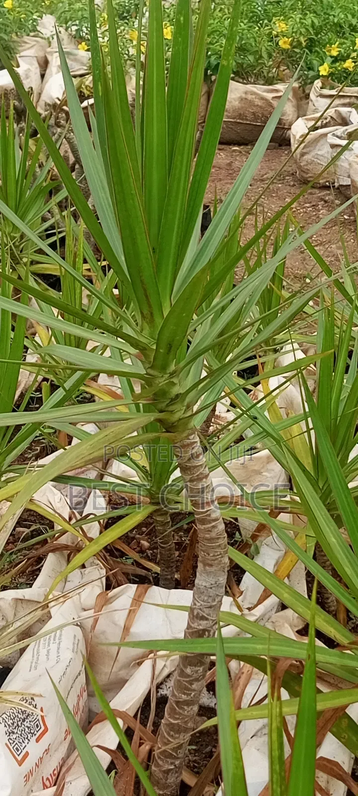 Dracaena,Air Purifier, Low Maintenance.