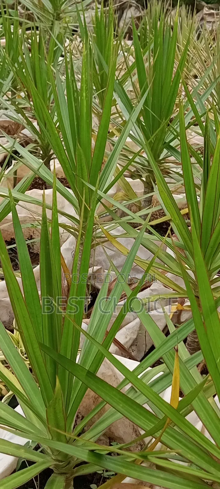 Dracaena,Air Purifier, Low Maintenance.