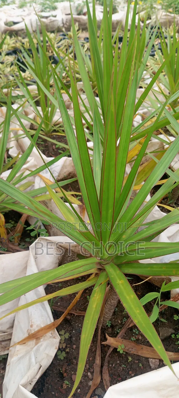 Dracaena,Air Purifier, Low Maintenance.