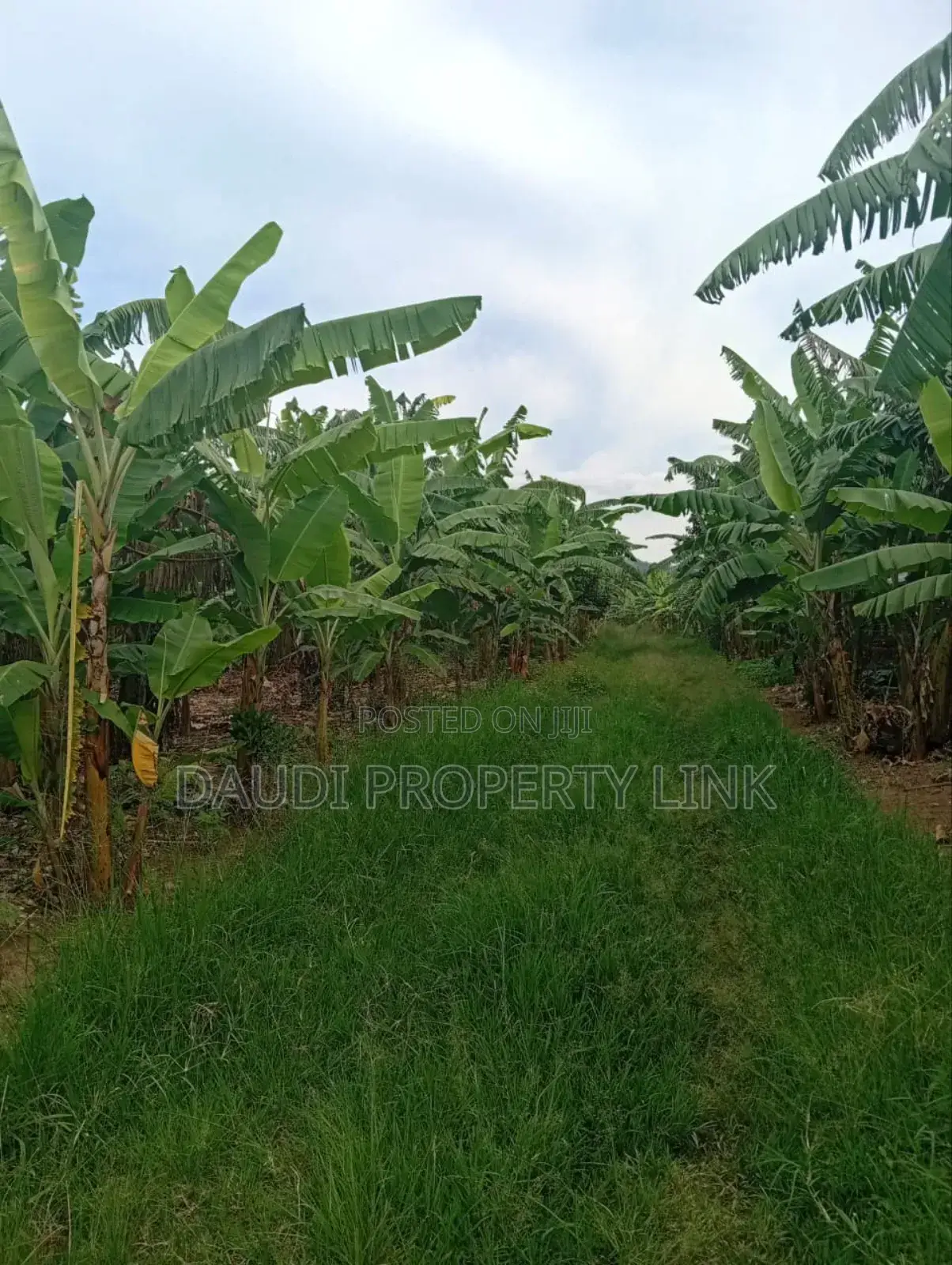 21⁄2 , 11⁄2 and 31⁄2acres at 34m Per Acre From 38m at Acre, in Rubaya Mb.