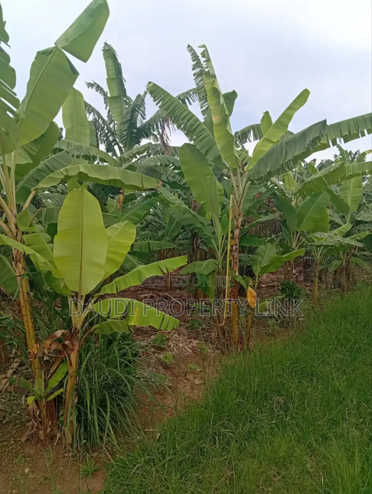 21⁄2 , 11⁄2 and 31⁄2acres at 34m Per Acre From 38m at Acre, in Rubaya Mb.