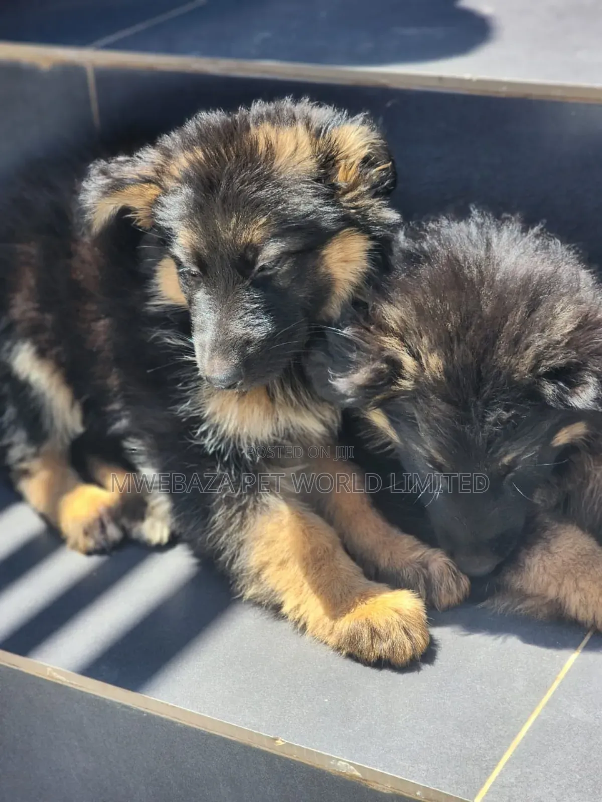 1-3 months Female Purebred German Shepherd
