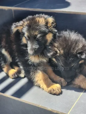 1-3 months Female Purebred German Shepherd