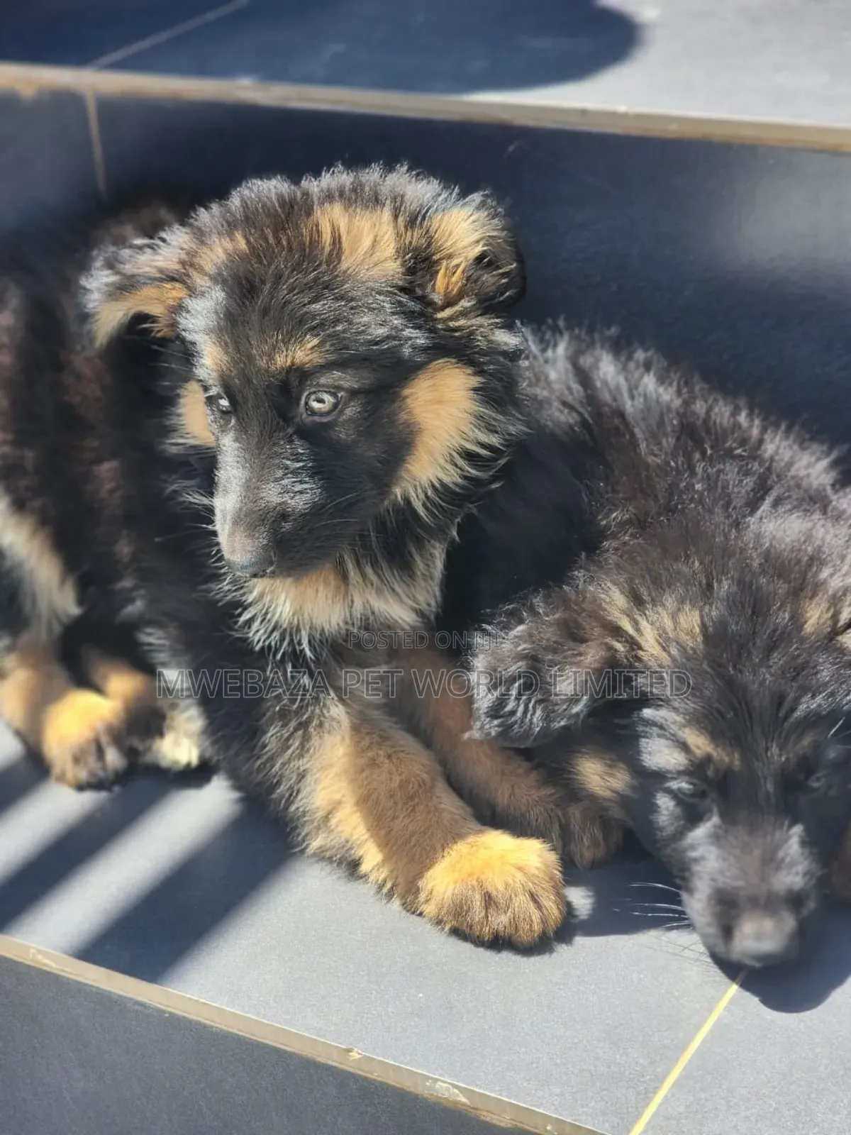 1-3 months Female Purebred German Shepherd