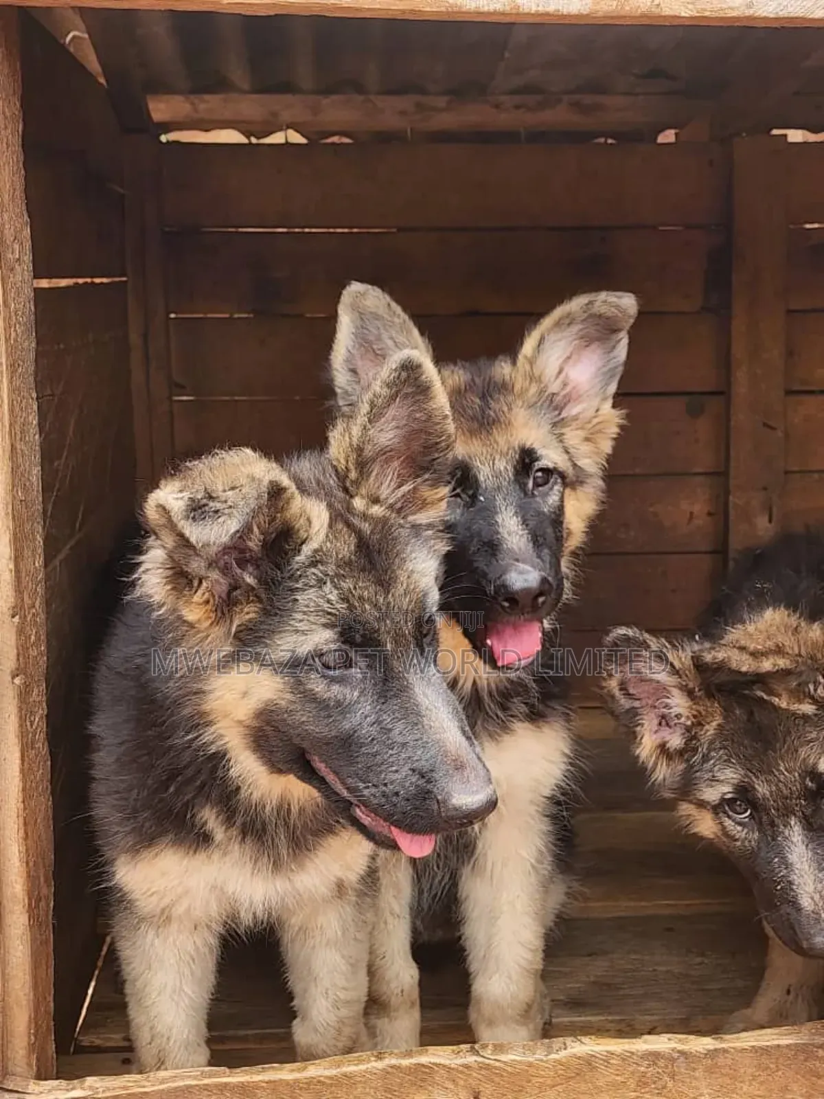 3-6 months Male Purebred German Shepherd