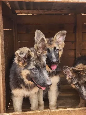 3-6 months Male Purebred German Shepherd