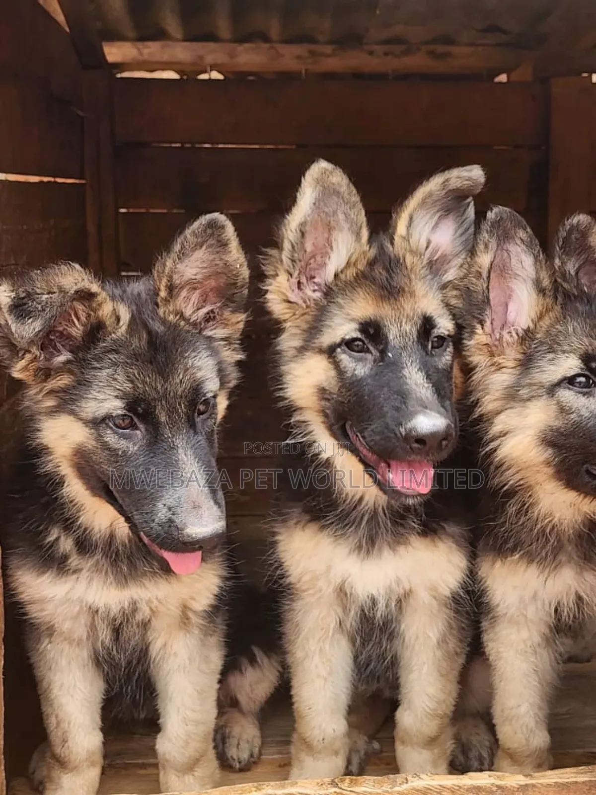 3-6 months Male Purebred German Shepherd