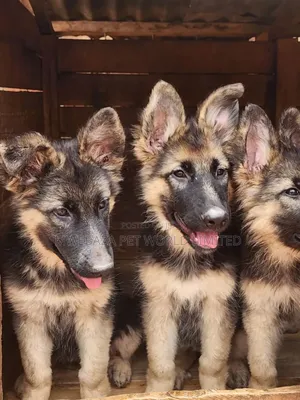 3-6 months Male Purebred German Shepherd