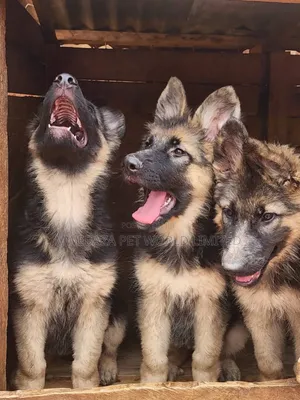 3-6 months Male Purebred German Shepherd