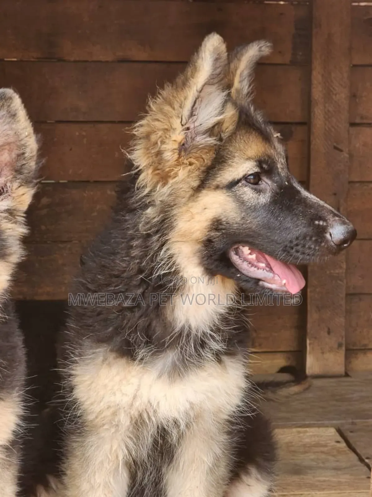 3-6 months Male Purebred German Shepherd