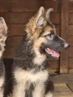 3-6 months Male Purebred German Shepherd