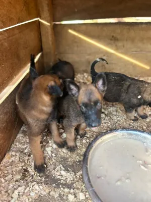 1-3 months Male Purebred Belgian Malinois