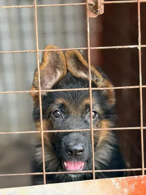 1-3 months Male Purebred German Shepherd