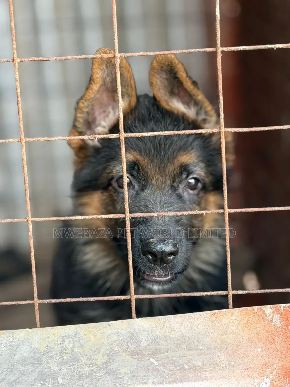 1-3 months Male Purebred German Shepherd