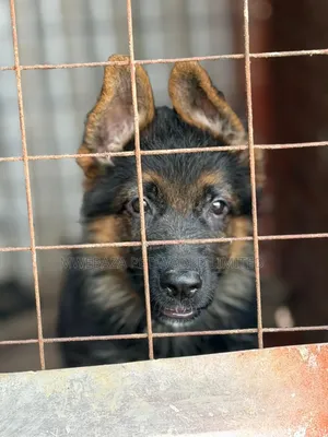 1-3 months Male Purebred German Shepherd