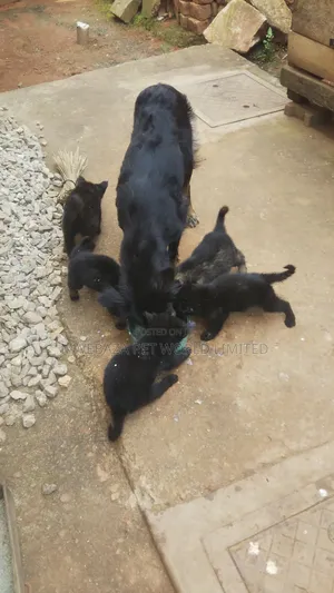 1-3 months Male Purebred German Shepherd
