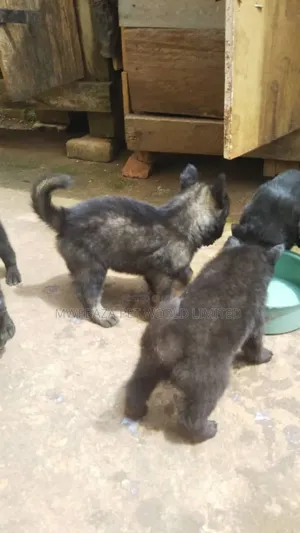 1-3 months Male Purebred German Shepherd