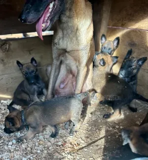 1-3 months Male Purebred Belgian Malinois