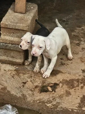 1-3 months Male Purebred American Pit Bull Terrier