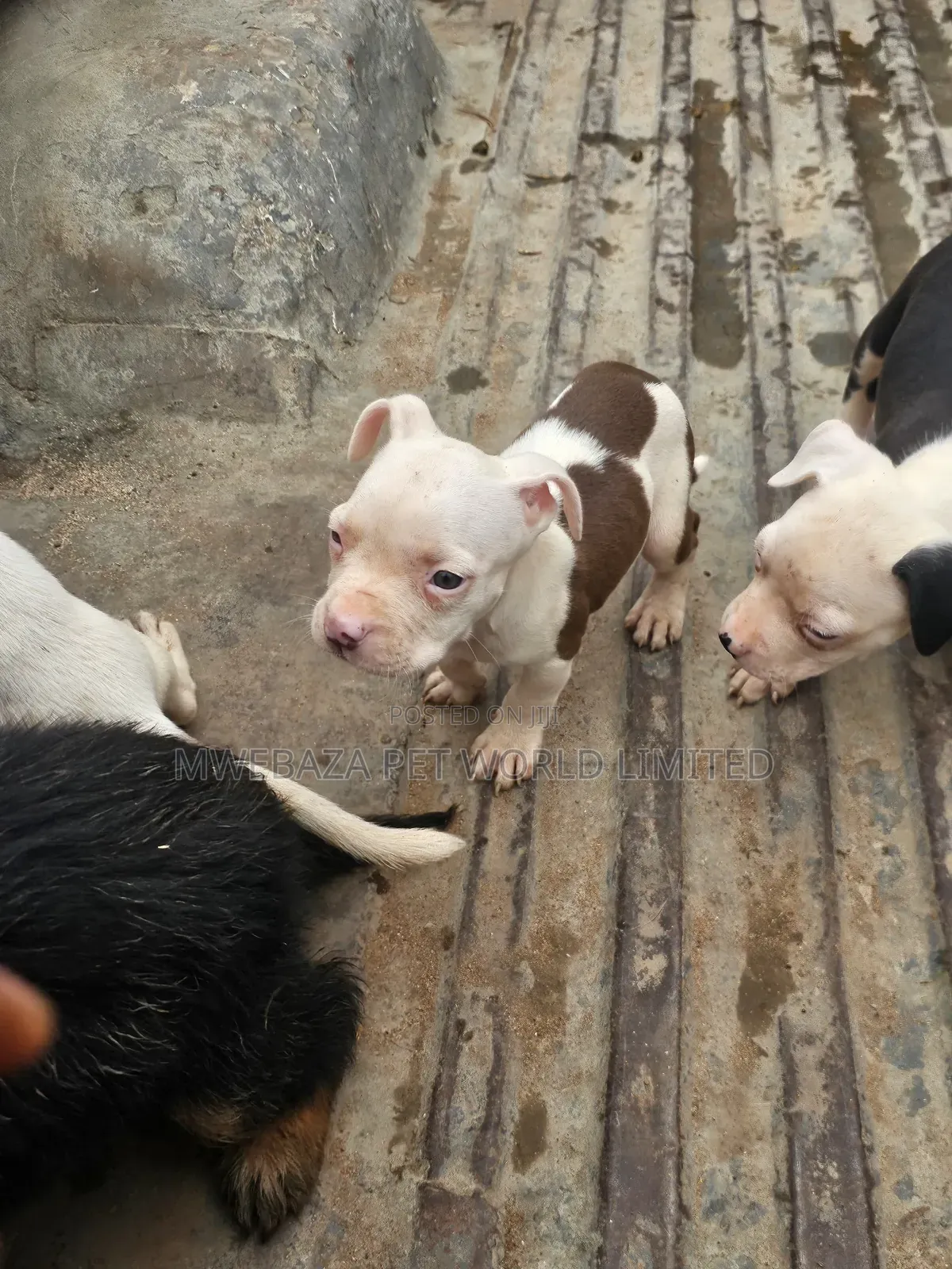 1-3 months Male Purebred American Pit Bull Terrier