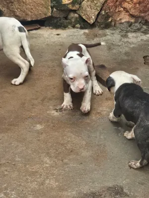 1-3 months Male Purebred American Pit Bull Terrier