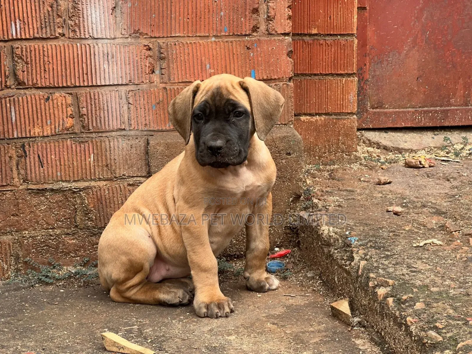 1-3 months Male Purebred Boerboel