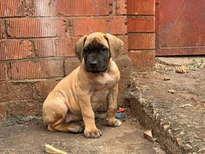 1-3 months Male Purebred Boerboel