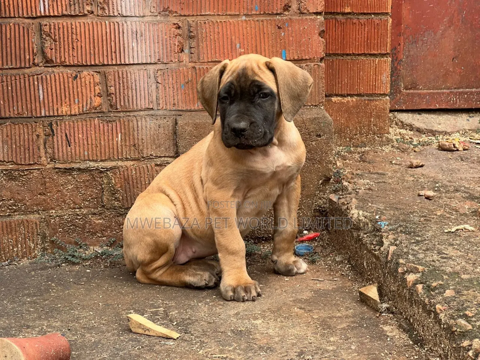 1-3 months Male Purebred Boerboel