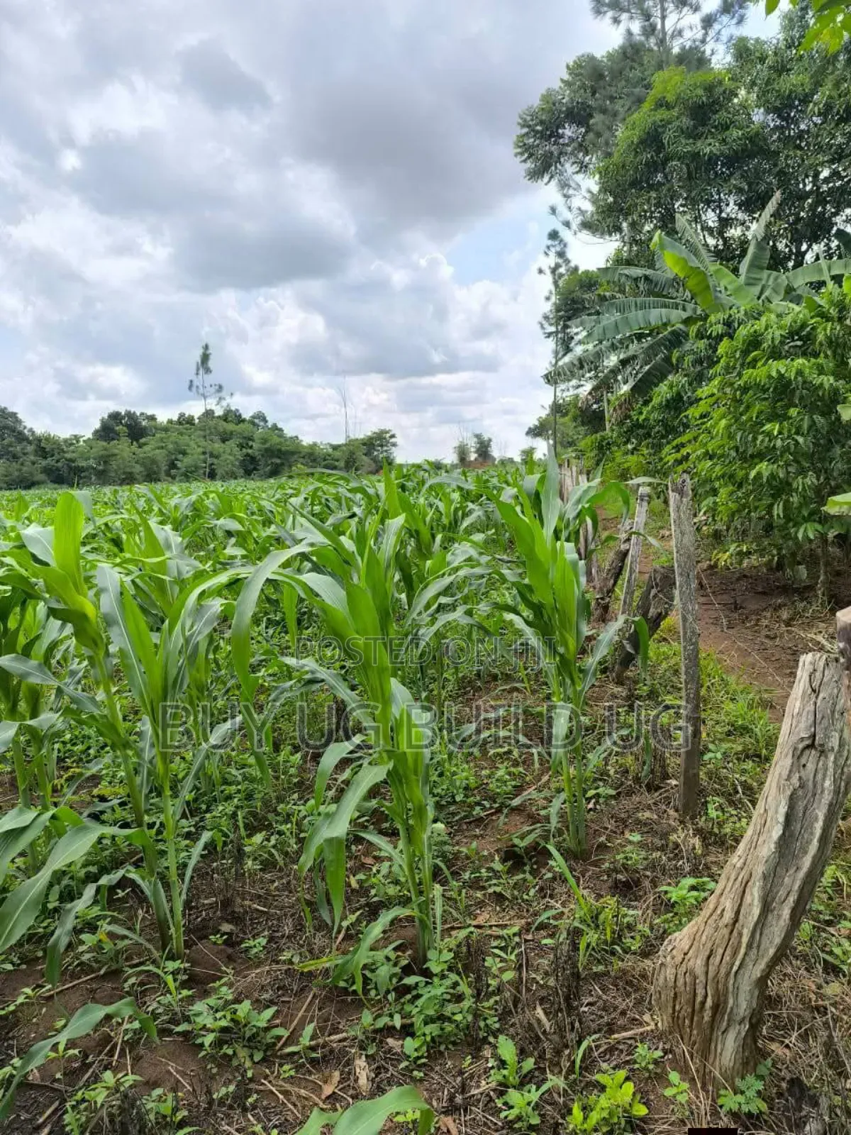 Quick Sale   
 Farmers! 215_acres 10m Luwero Kakooge