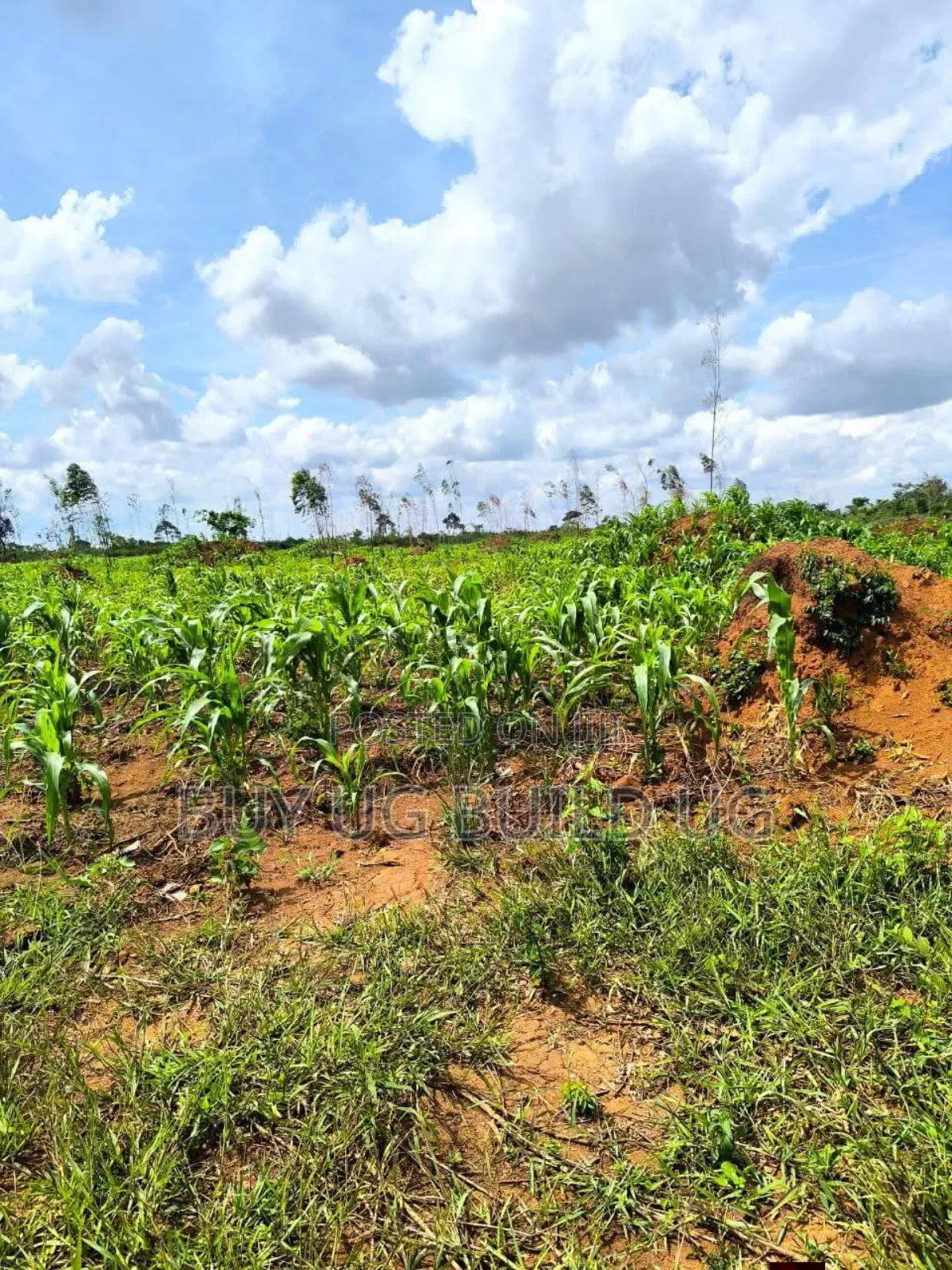 Quick Sale   
 Farmers! 215_acres 10m Luwero Kakooge