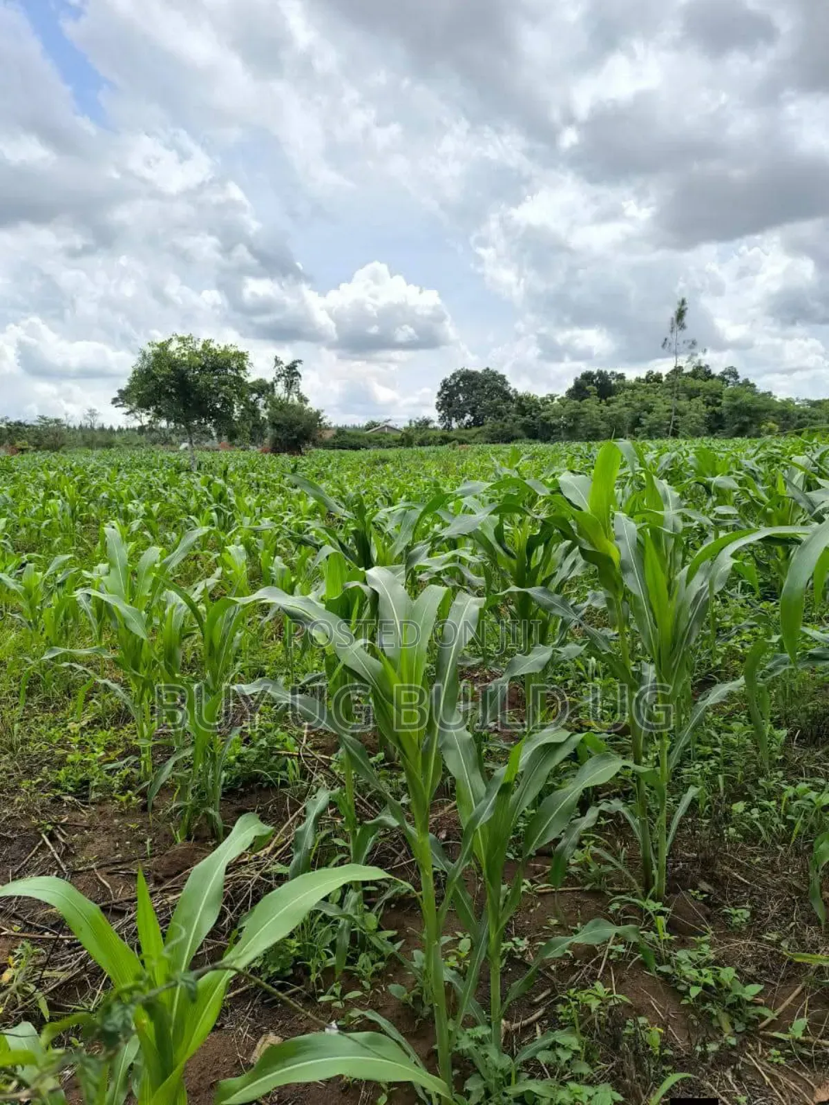 Quick Sale   
 Farmers! 215_acres 10m Luwero Kakooge