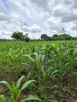 Quick Sale   
 Farmers! 215_acres 10m Luwero Kakooge