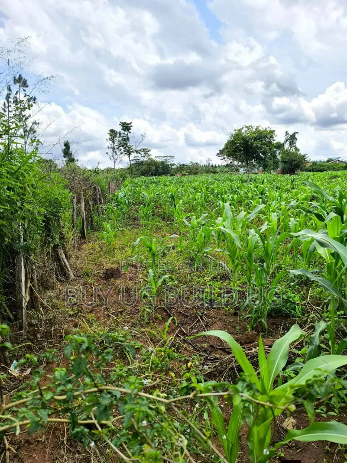 Quick Sale   
 Farmers! 215_acres 10m Luwero Kakooge