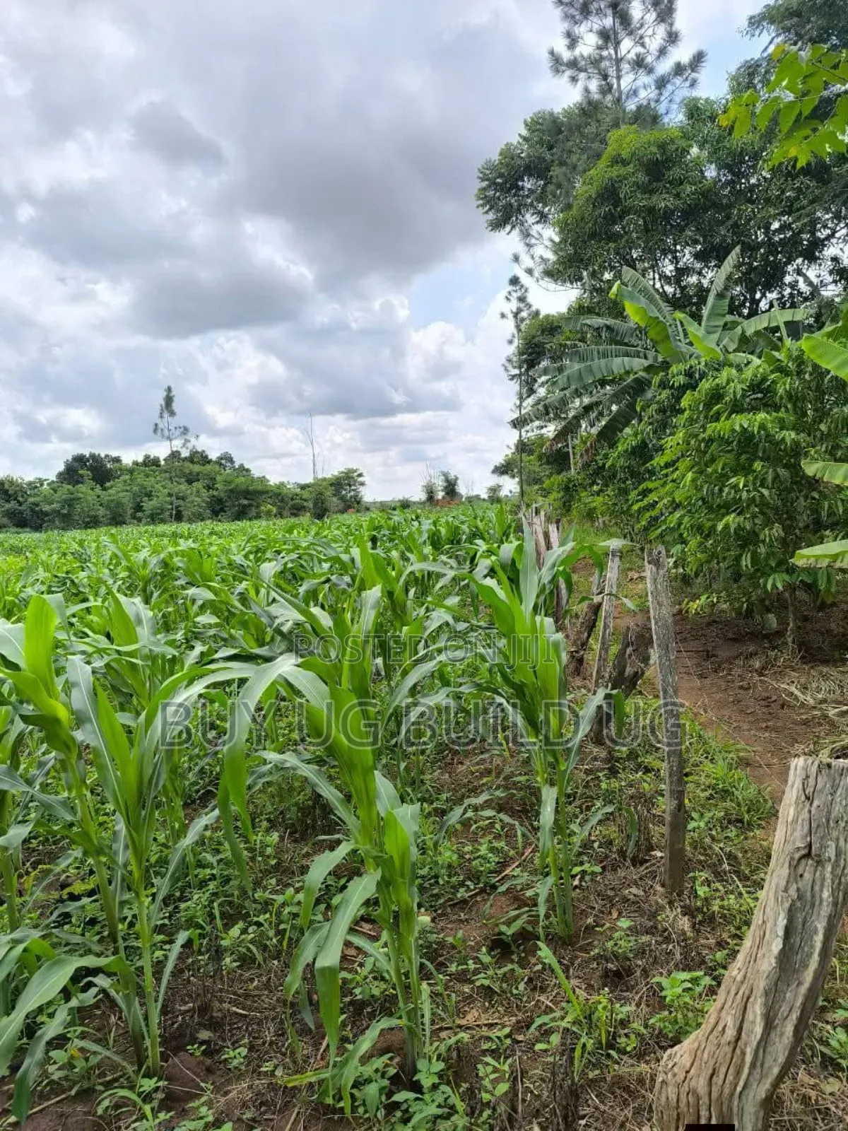 Quick Sale   
 Farmers! 215_acres 10m Luwero Kakooge