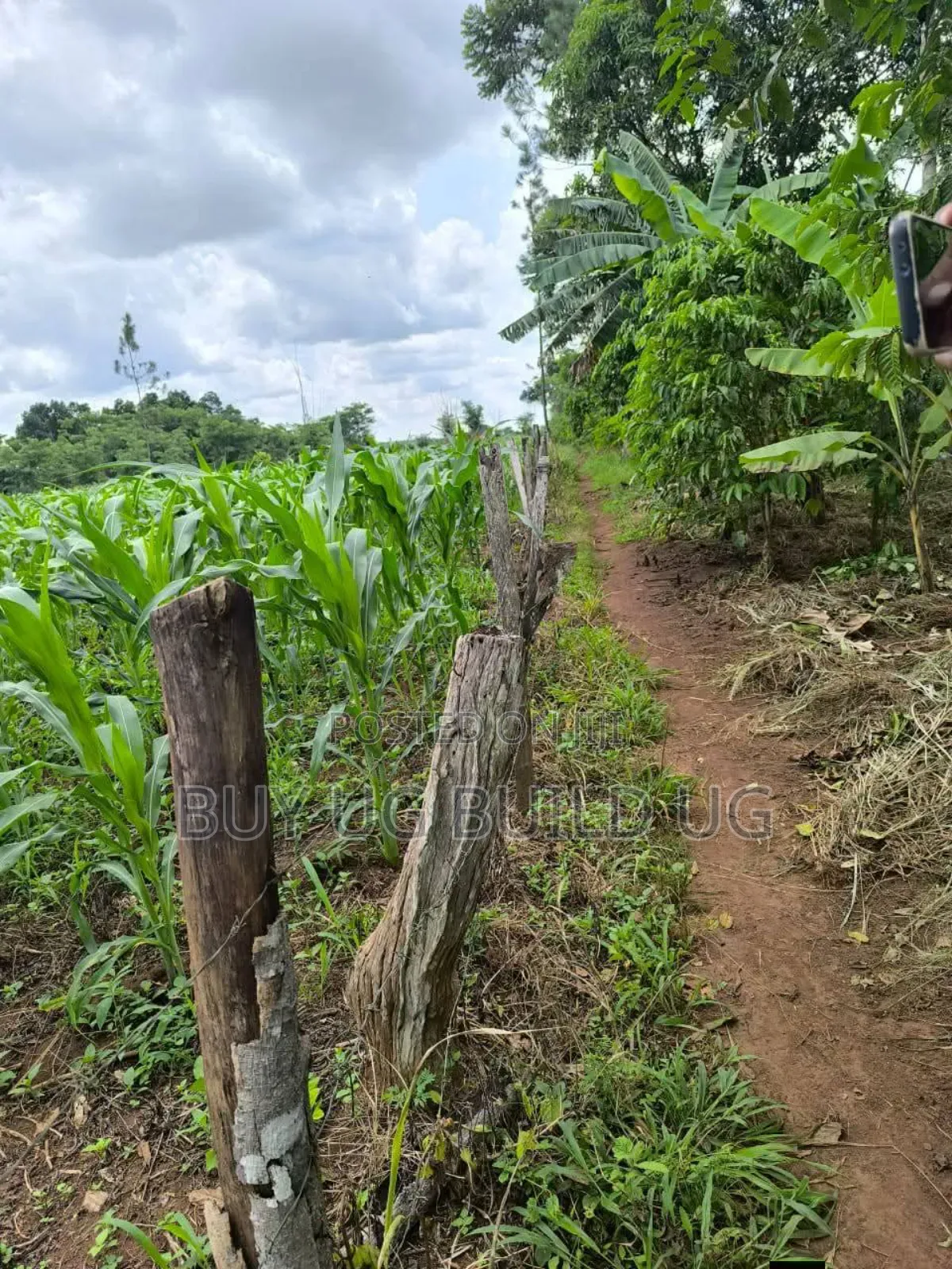Quick Sale   
 Farmers! 215_acres 10m Luwero Kakooge