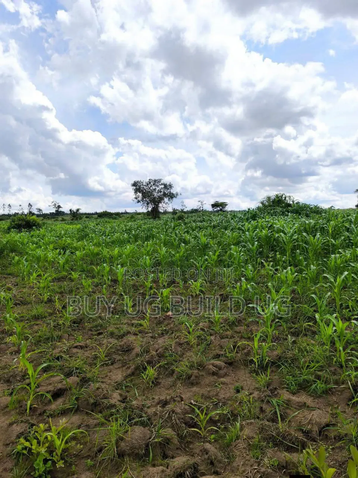 Quick Sale   
 Farmers! 215_acres 10m Luwero Kakooge